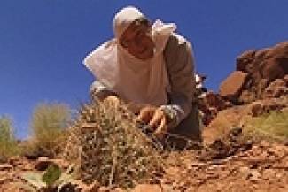 Man vs Wild - Kilaua Hrabux / Կիլաուա հրաբուխ (Հայերեն)